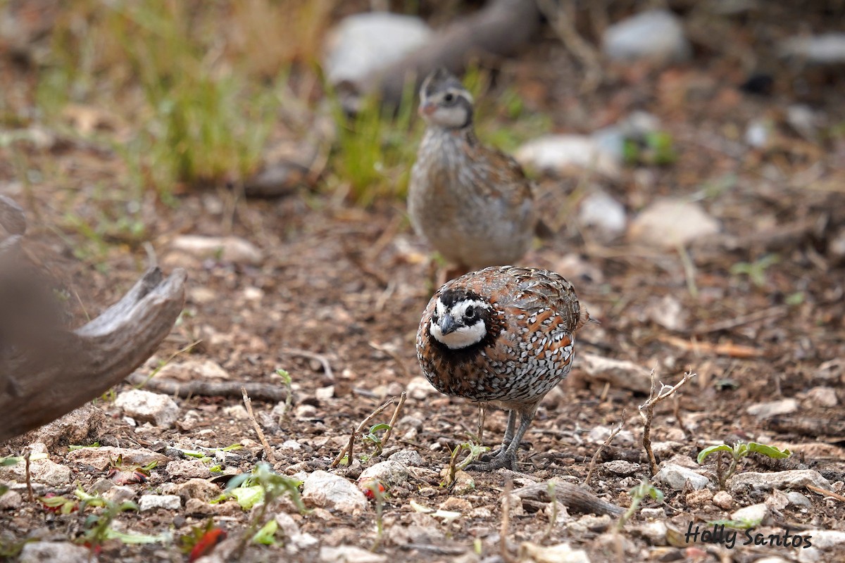 Northern Bobwhite - ML642616566
