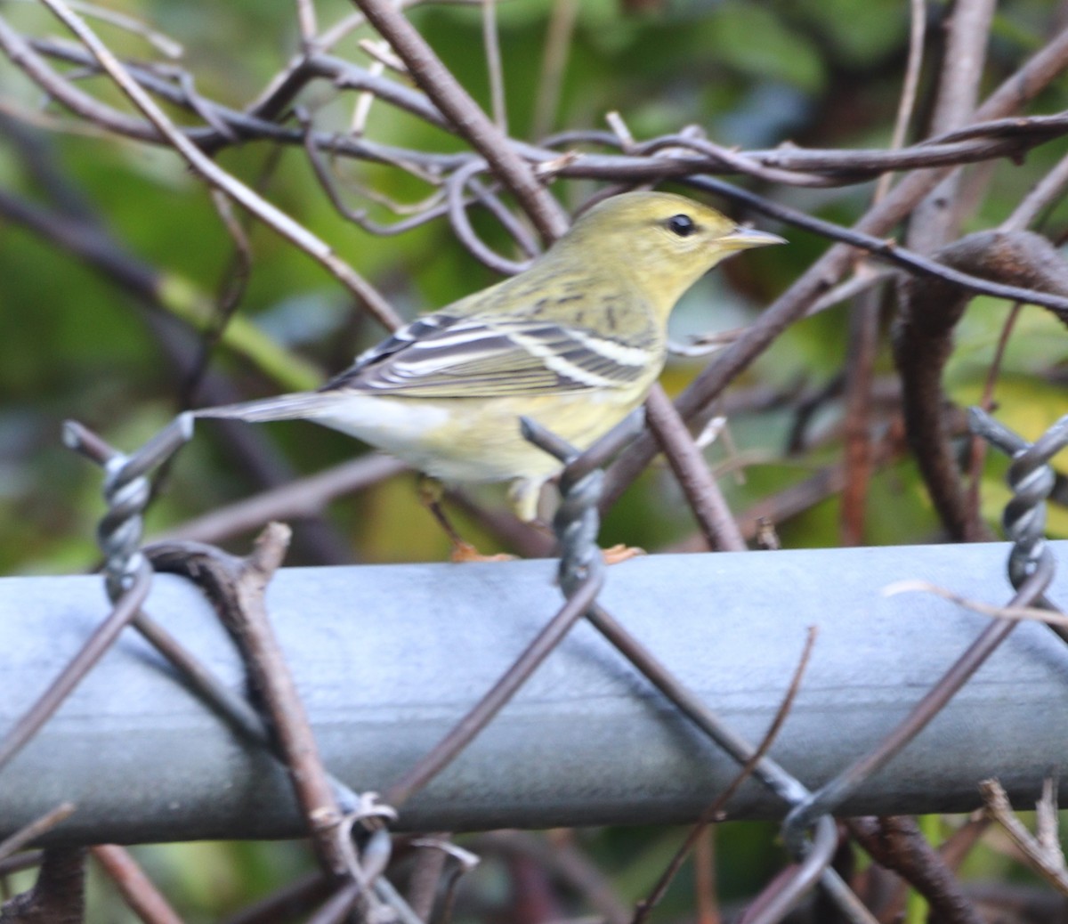 Blackpoll Warbler - ML642616569