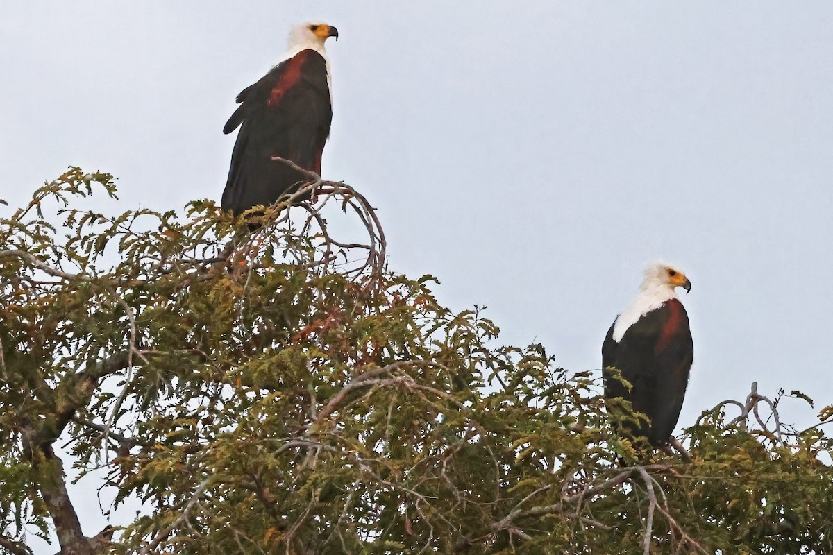 African Fish-Eagle - ML642616576