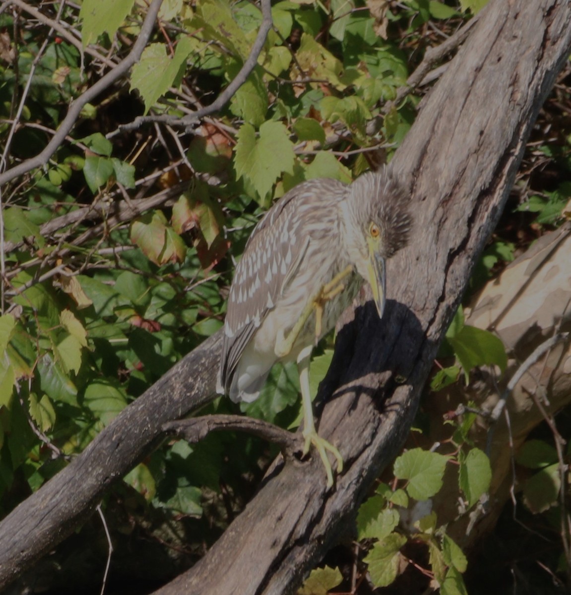 Black-crowned Night Heron - ML642616584