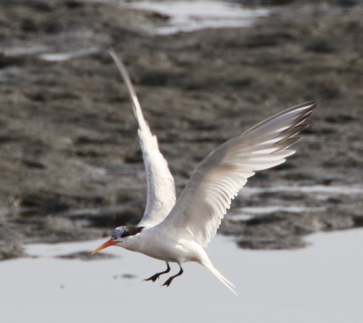 Elegant Tern - ML64261661