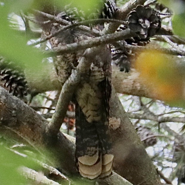 Eastern Whip-poor-will - ML642616614