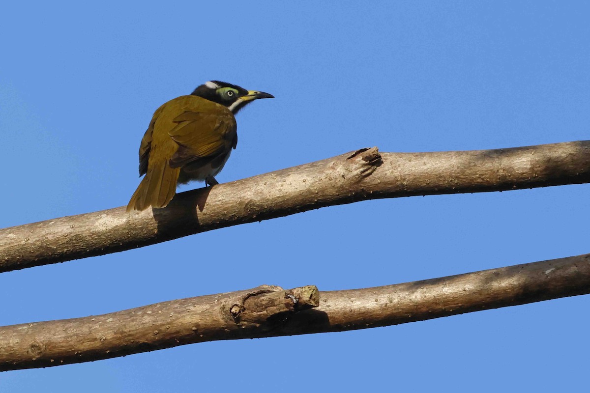 Blue-faced Honeyeater - ML642616642