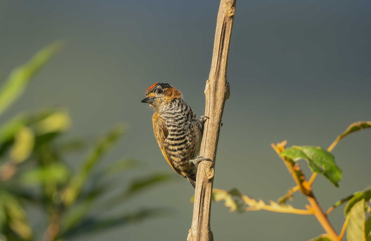 Ochre-collared Piculet - ML642616644