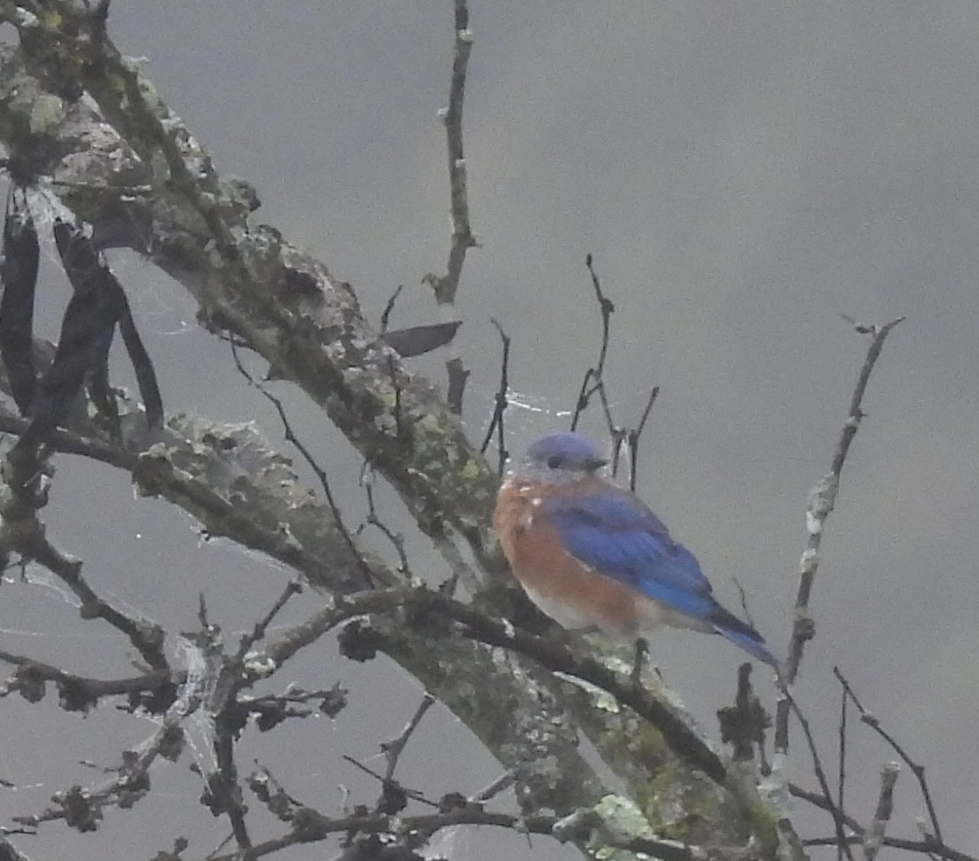 Eastern Bluebird - ML642616651