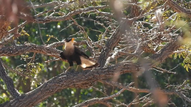 Crested Caracara - ML642616656