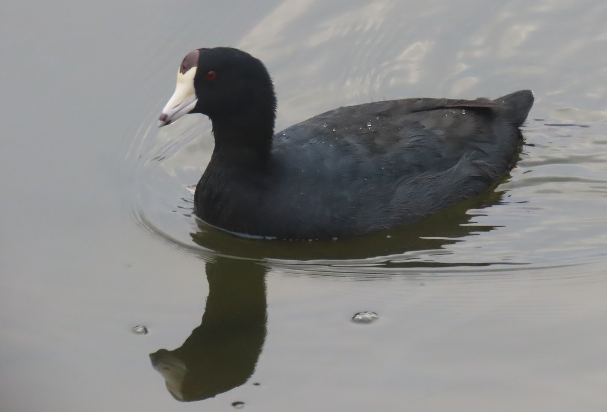 American Coot - ML642616658