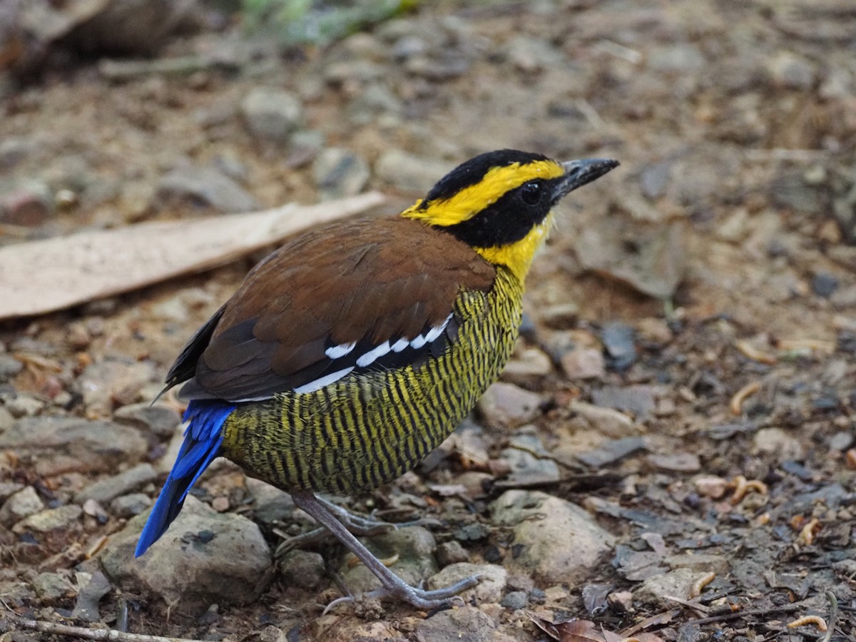 Bornean Banded-Pitta - ML642616660