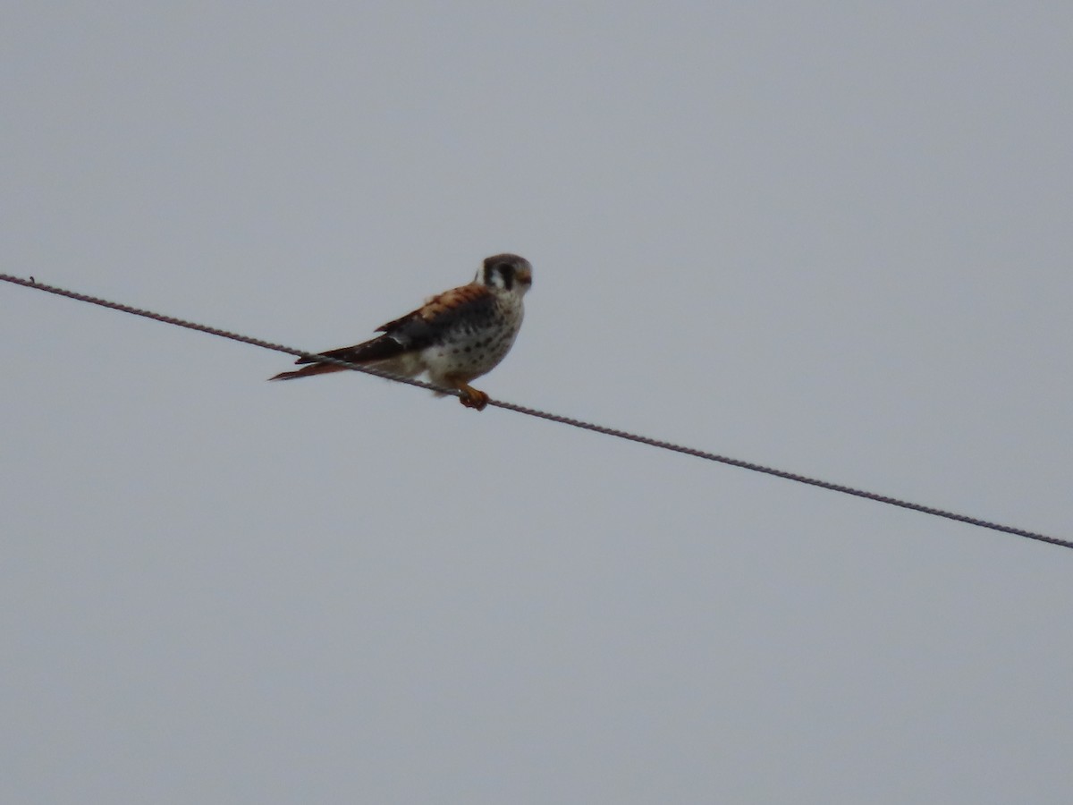 American Kestrel - ML642616665