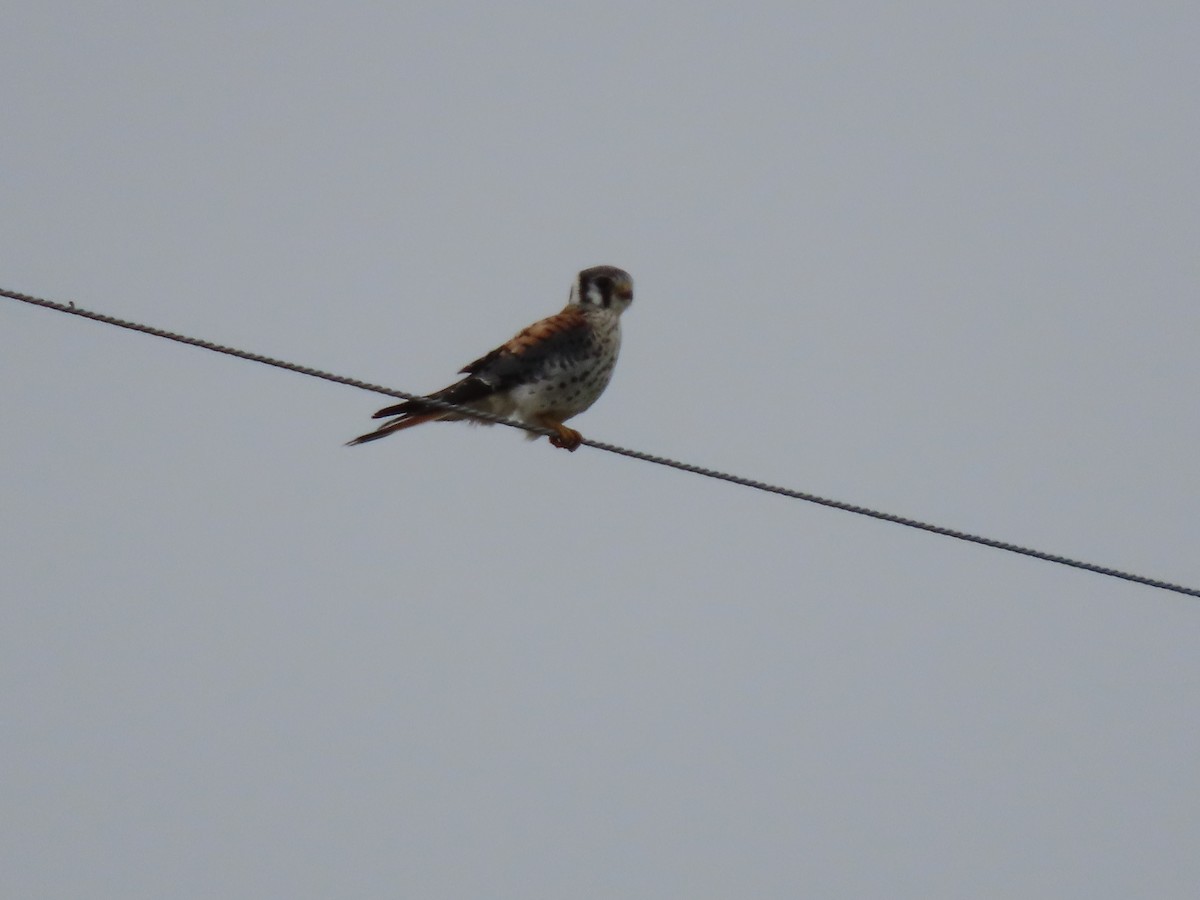 American Kestrel - ML642616666
