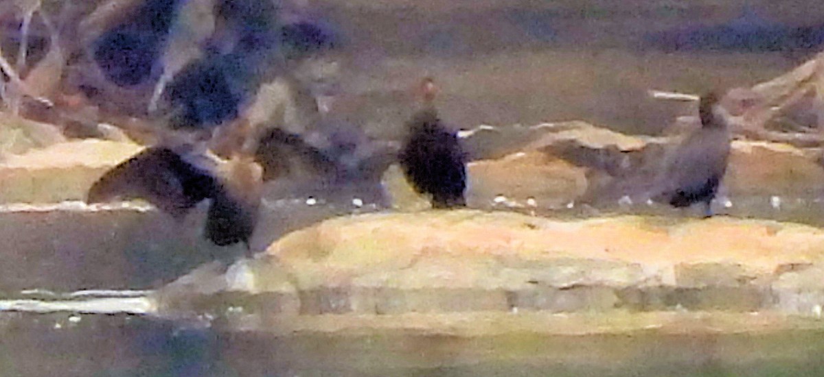 Cormoran à aigrettes - ML642616669