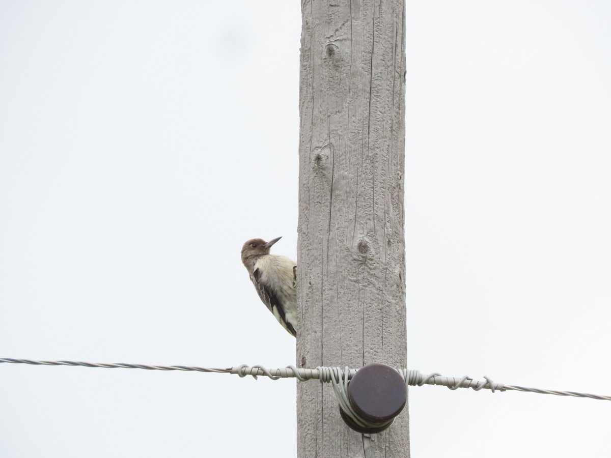 Red-headed Woodpecker - ML642616680