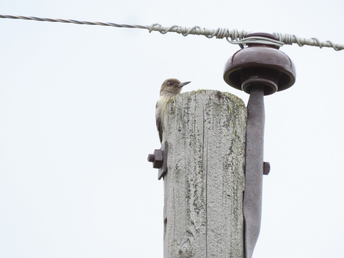 Red-headed Woodpecker - ML642616683
