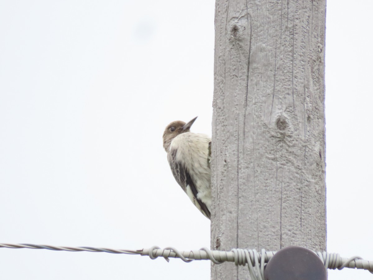 Red-headed Woodpecker - ML642616685