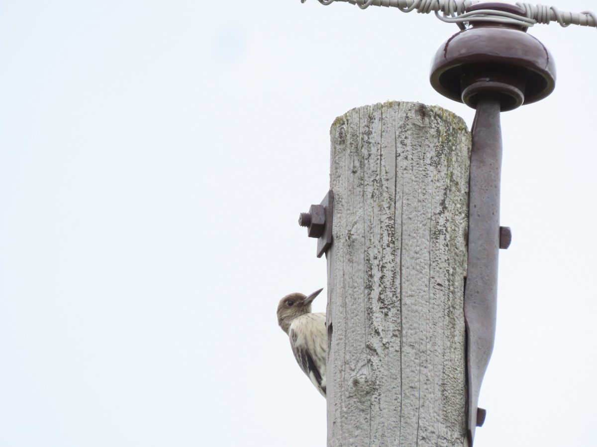 Red-headed Woodpecker - ML642616686