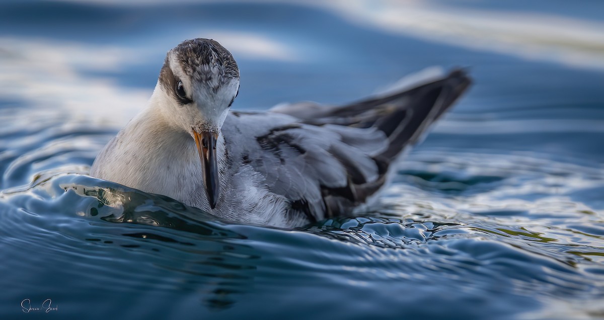 Red Phalarope - ML642616690