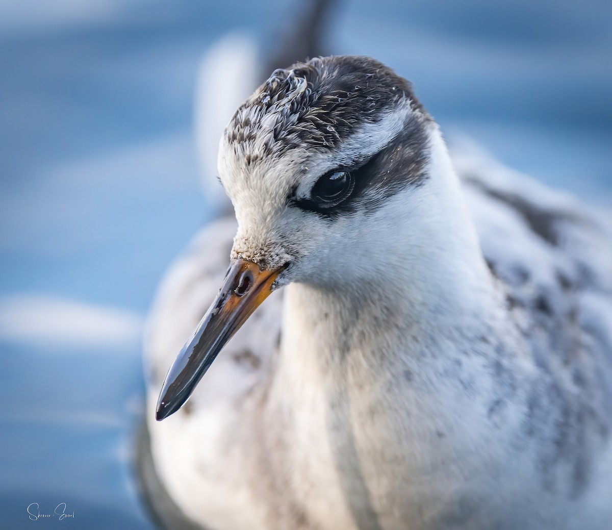 Red Phalarope - ML642616691