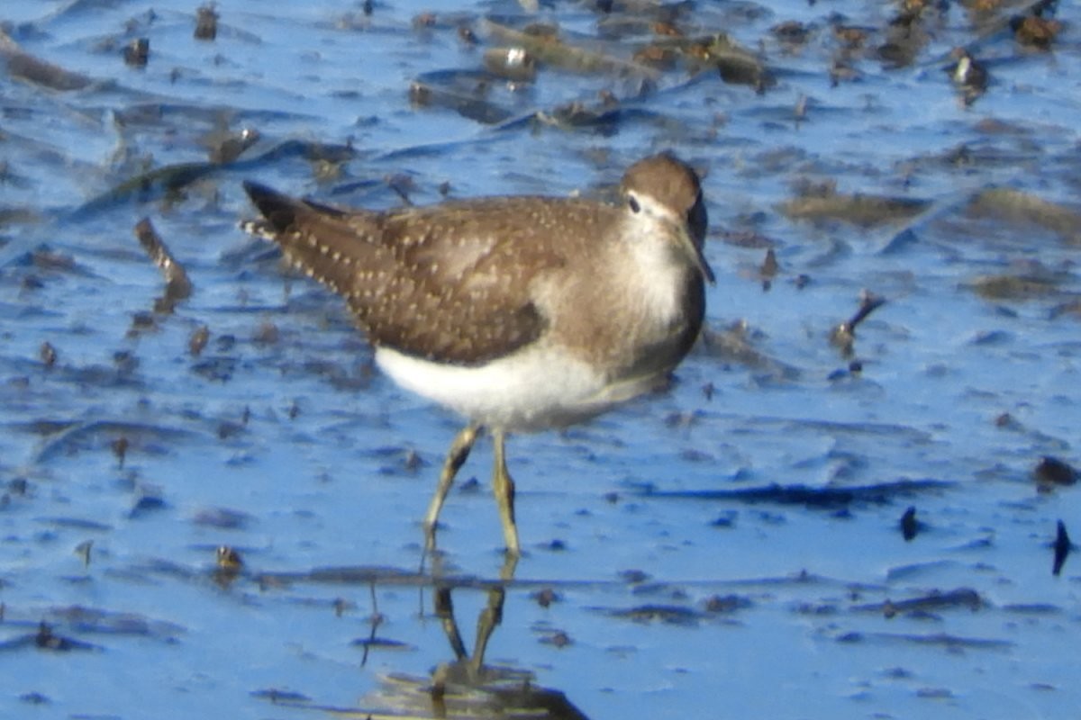 Solitary Sandpiper - ML642616692