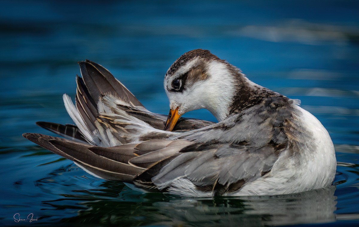 Red Phalarope - ML642616693