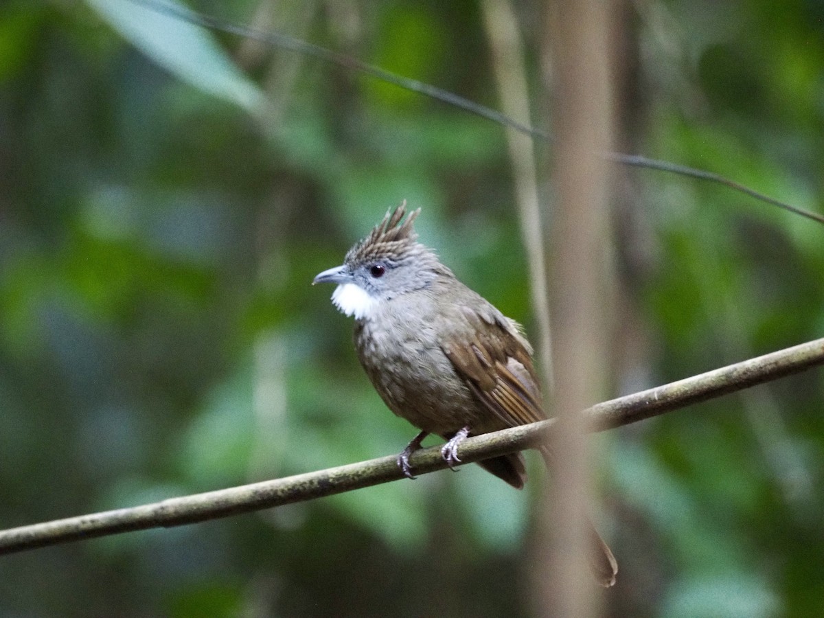 Bulbul à ventre marron - ML642616694