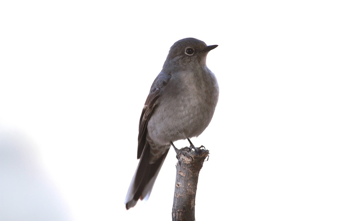Townsend's Solitaire - ML642616699