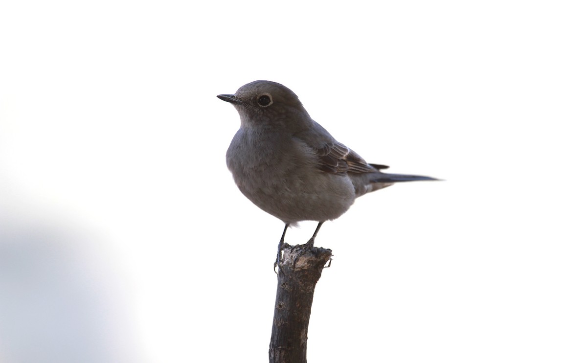 Townsend's Solitaire - ML642616702