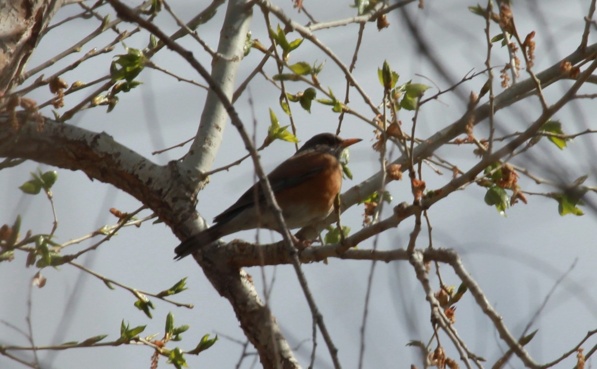 Rufous-backed Robin - ML642616709