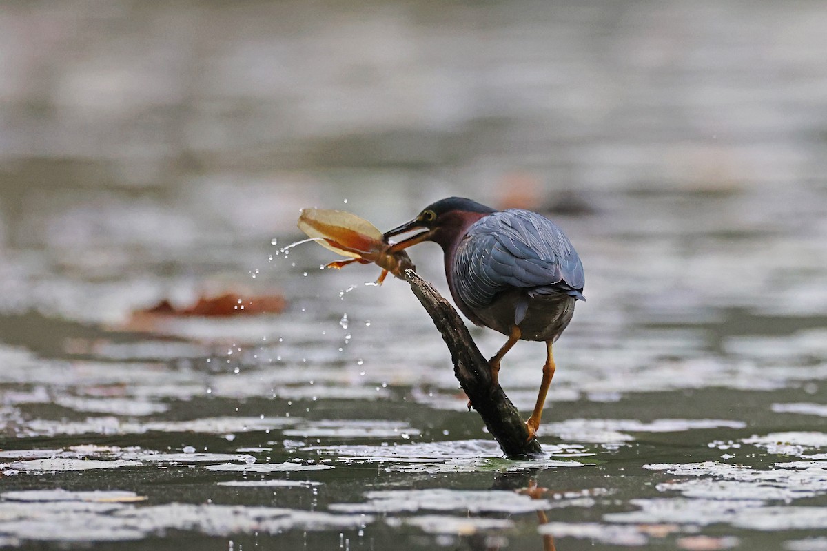 Green Heron - ML642616710