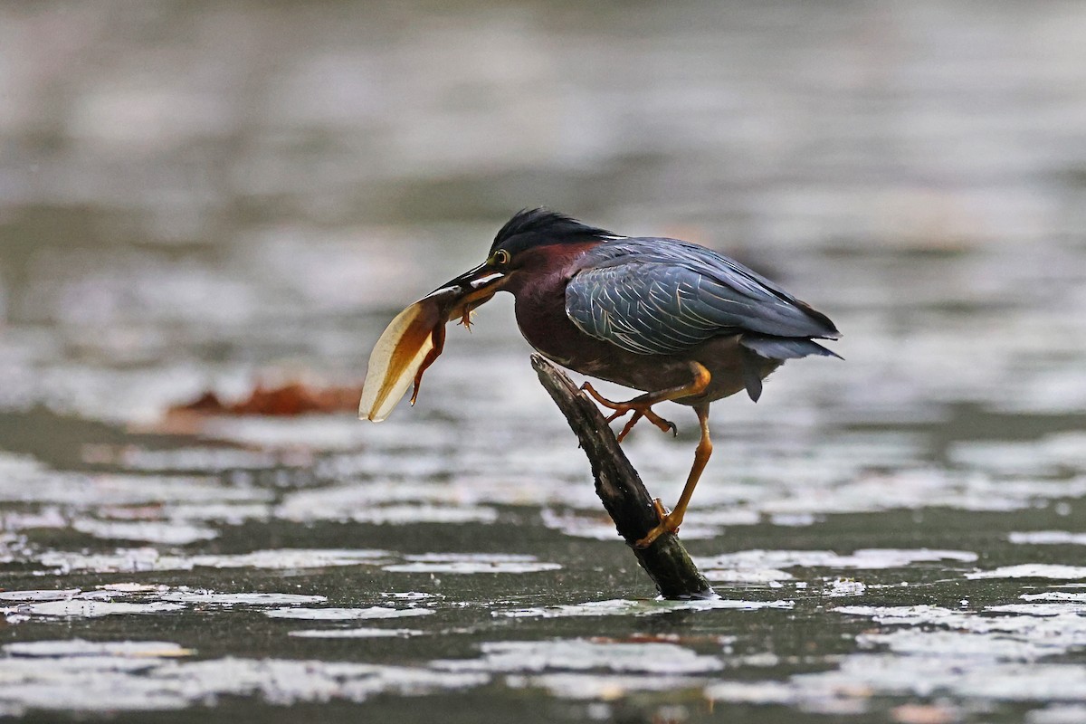 Green Heron - ML642616711