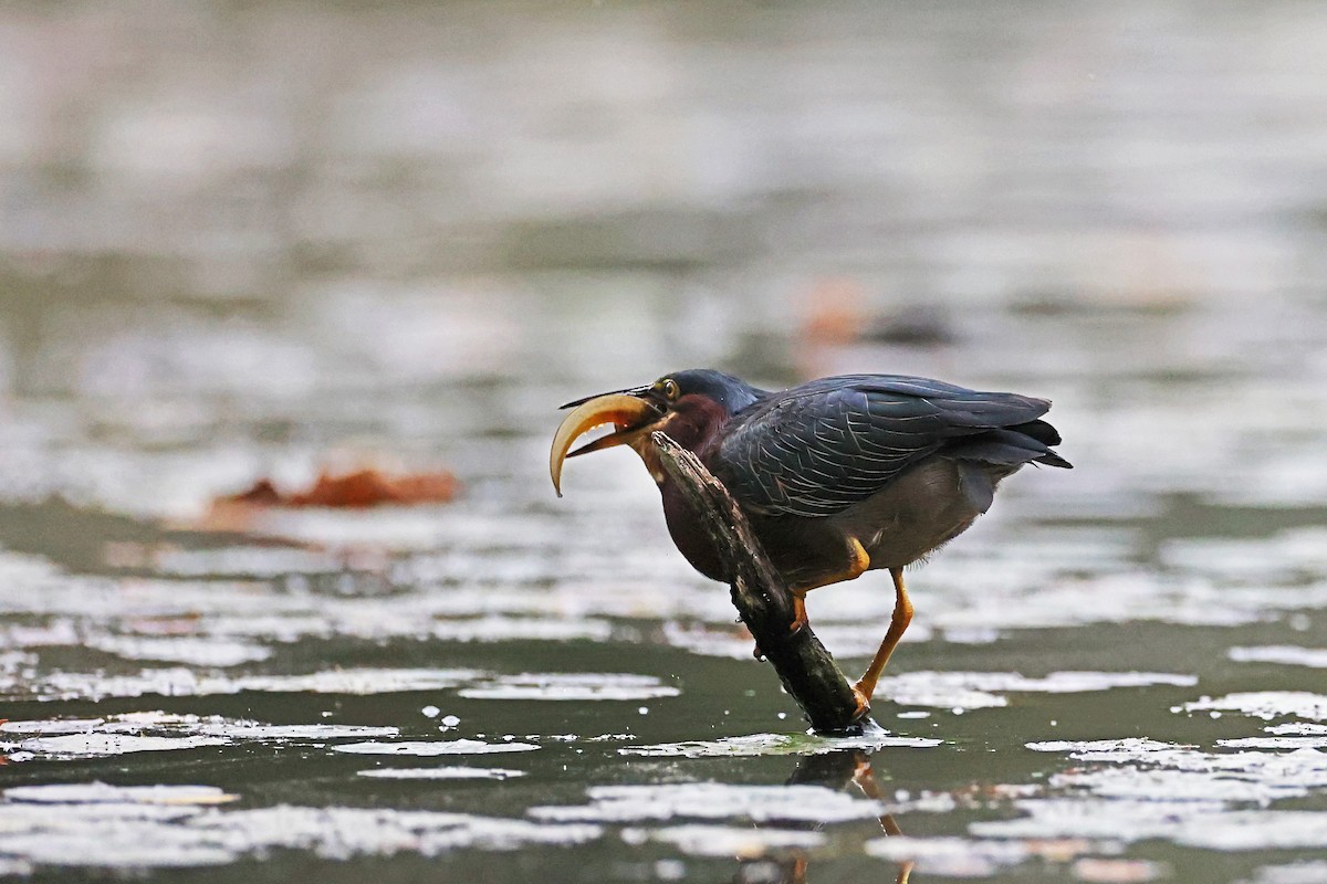 Green Heron - ML642616713