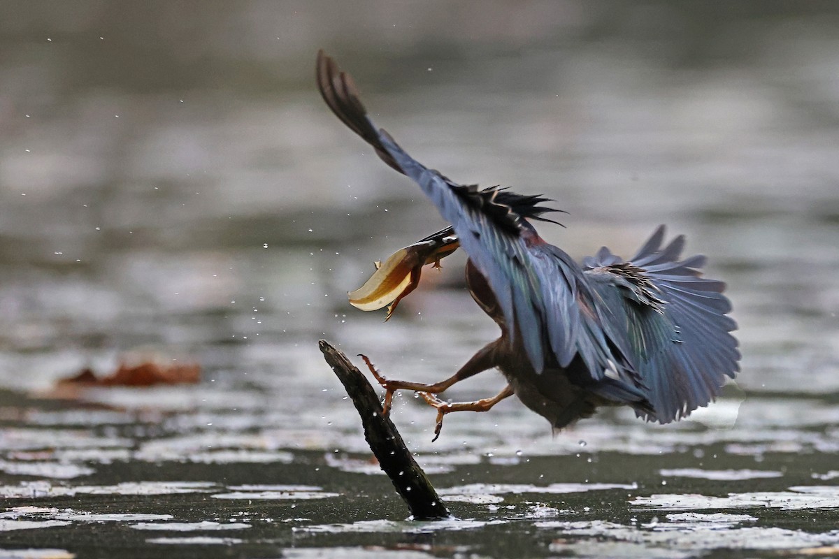 Green Heron - ML642616714