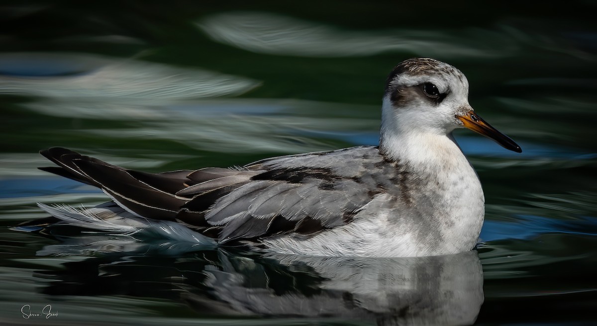 Red Phalarope - ML642616715