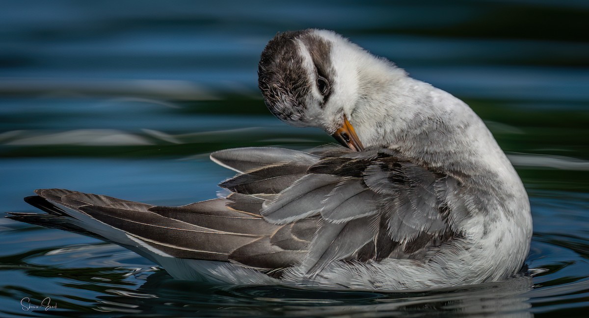 Red Phalarope - ML642616716