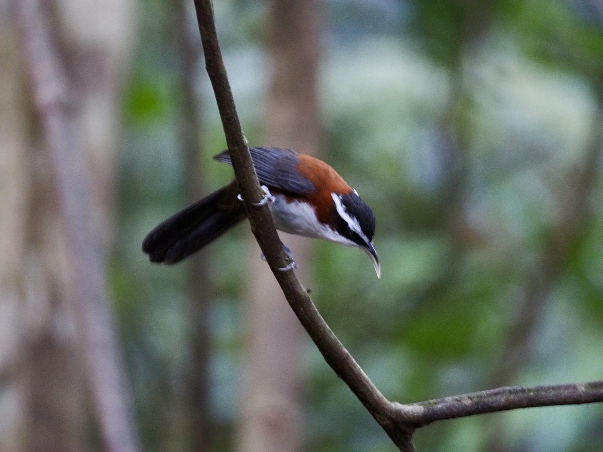 Sunda Scimitar-Babbler - ML642616719