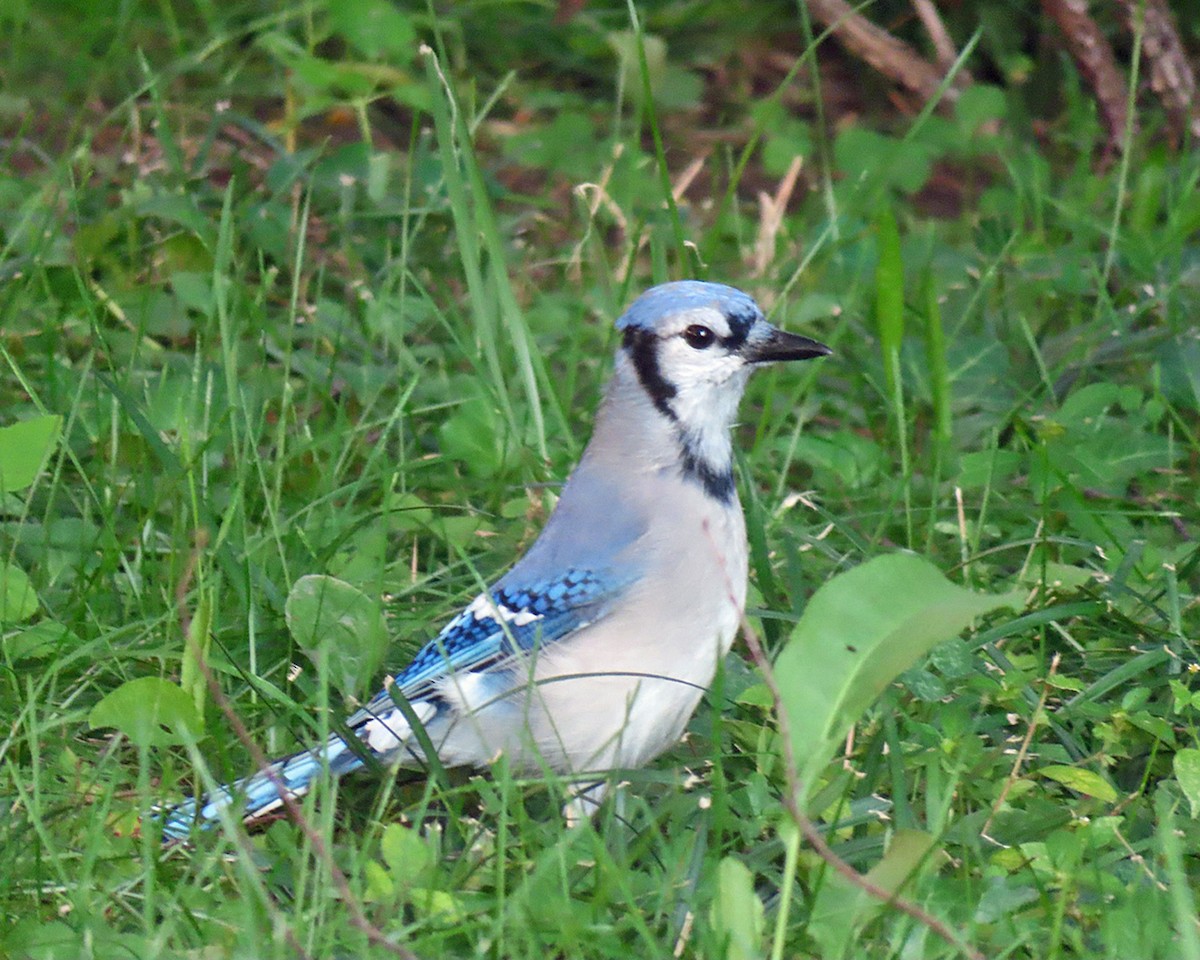 Blue Jay - ML642616724