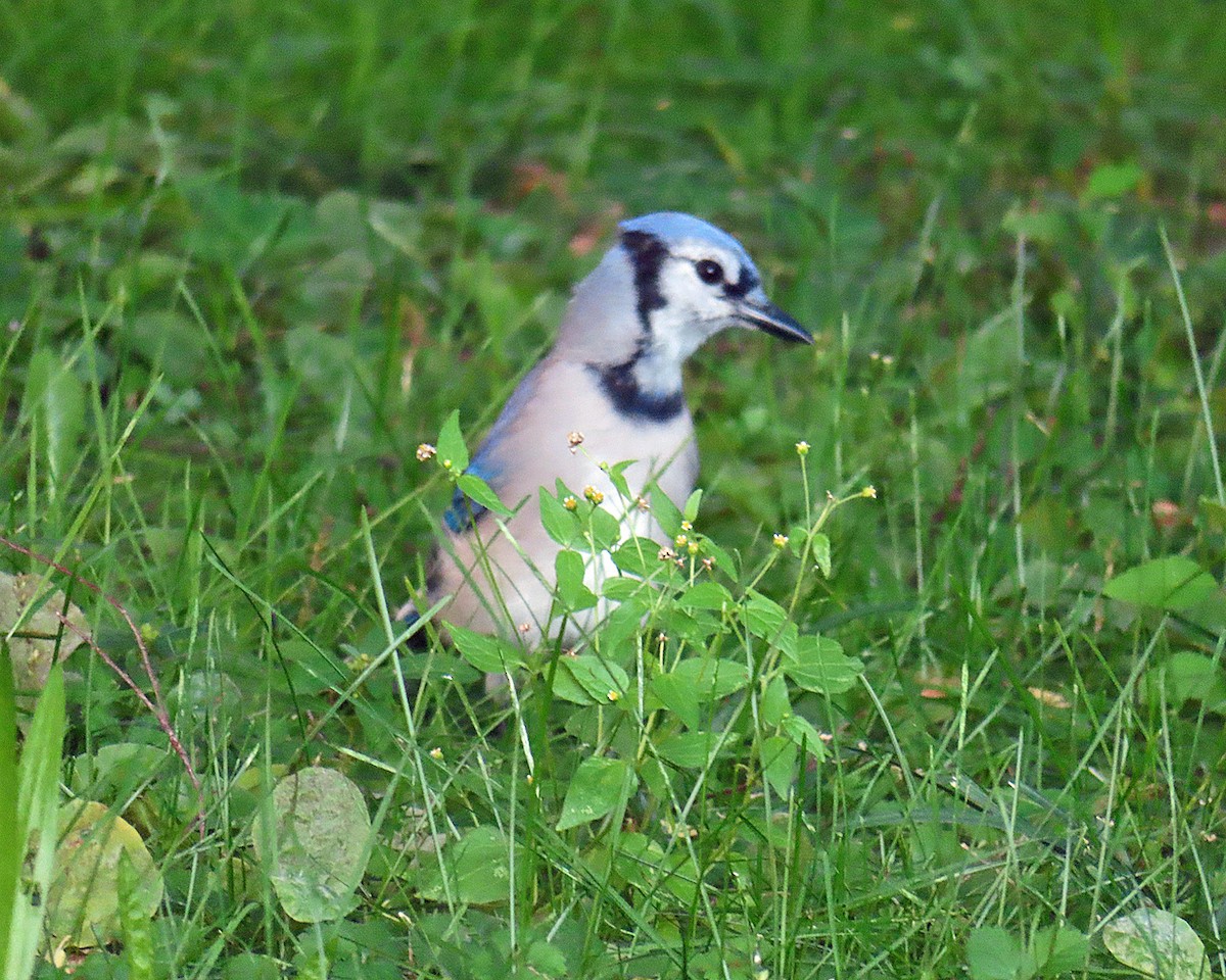 Blue Jay - ML642616725