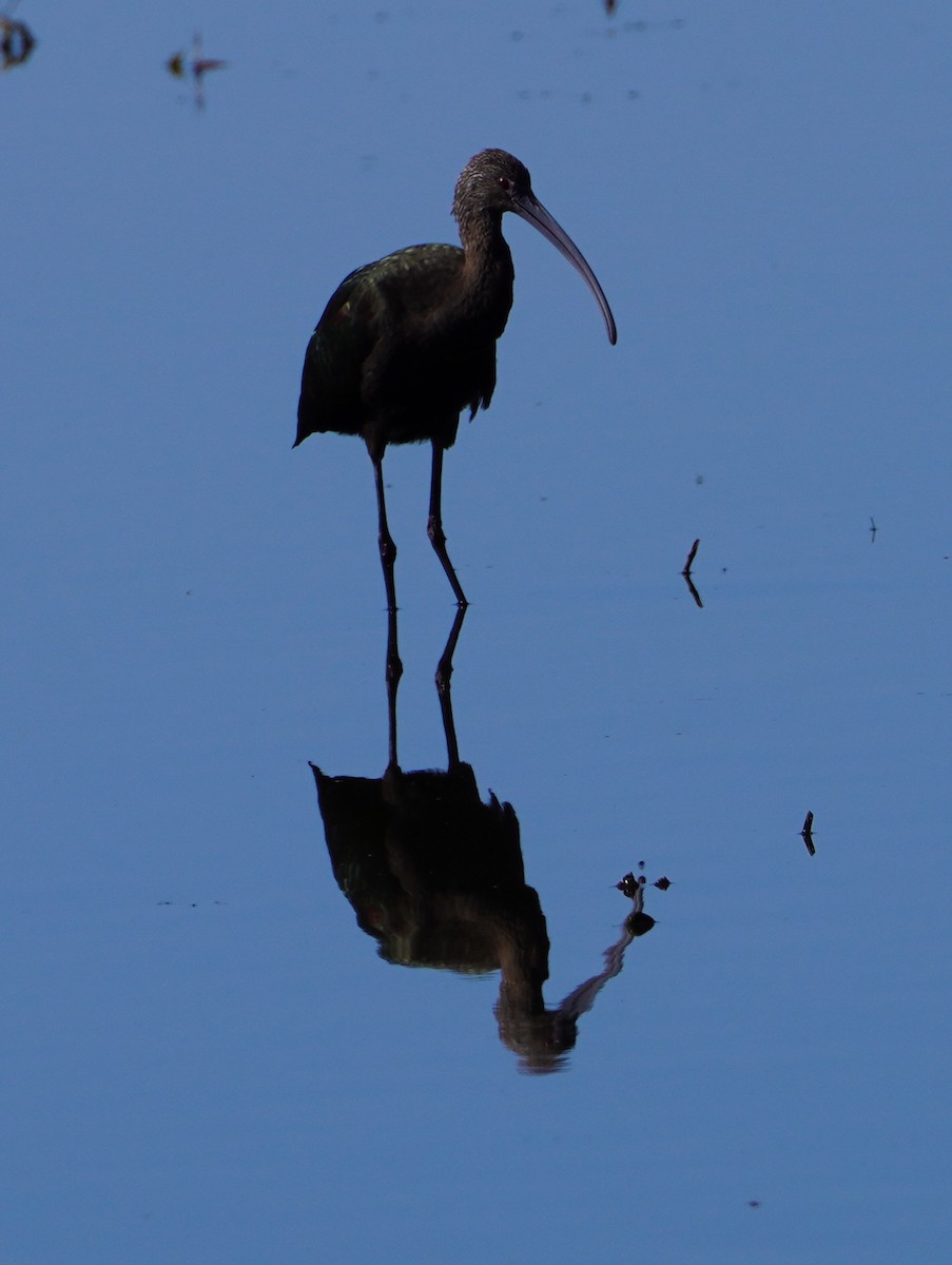 White-faced Ibis - ML642616728