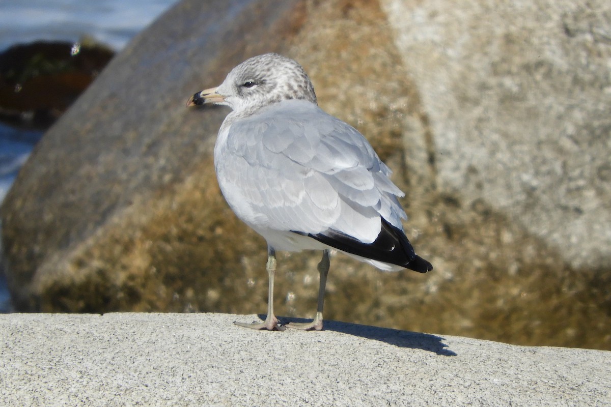 Ring-billed Gull - ML642616733