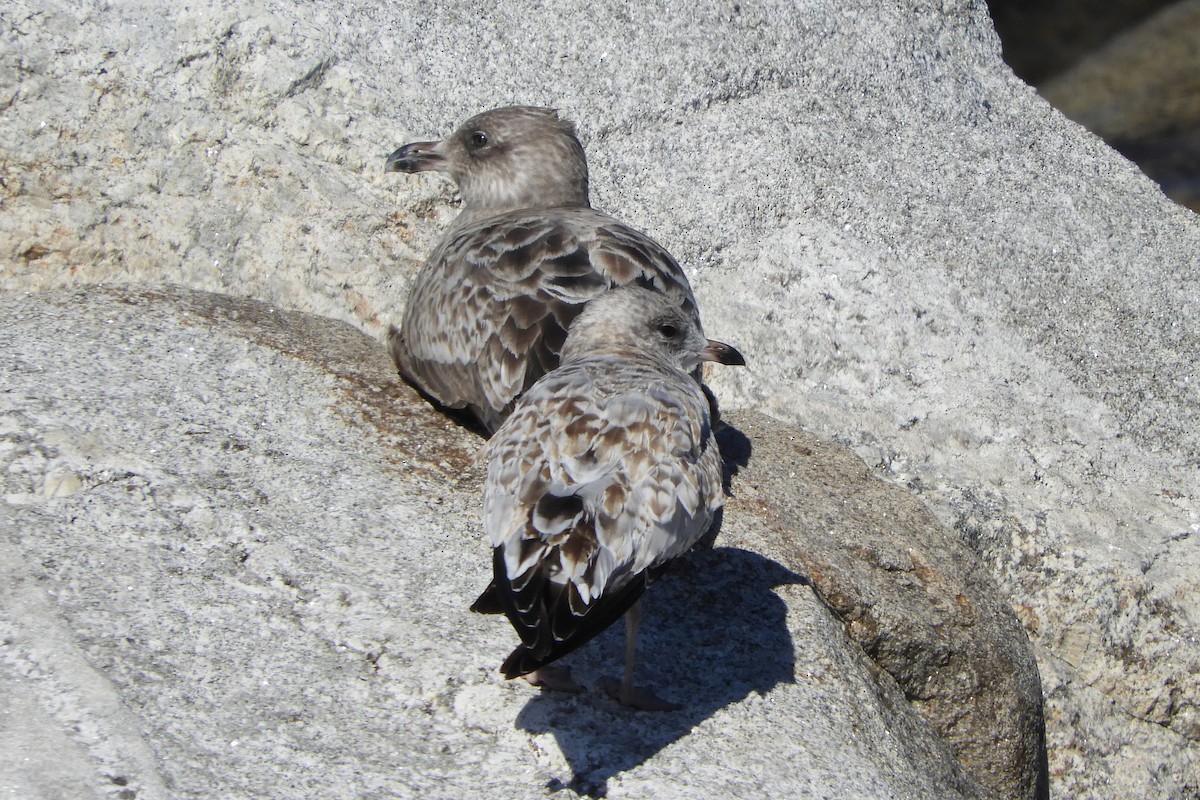 Ring-billed Gull - ML642616734