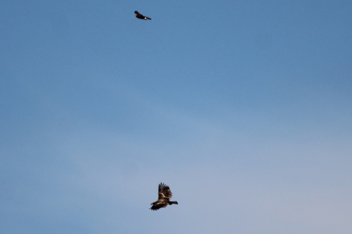 Northern Harrier - ML642616748