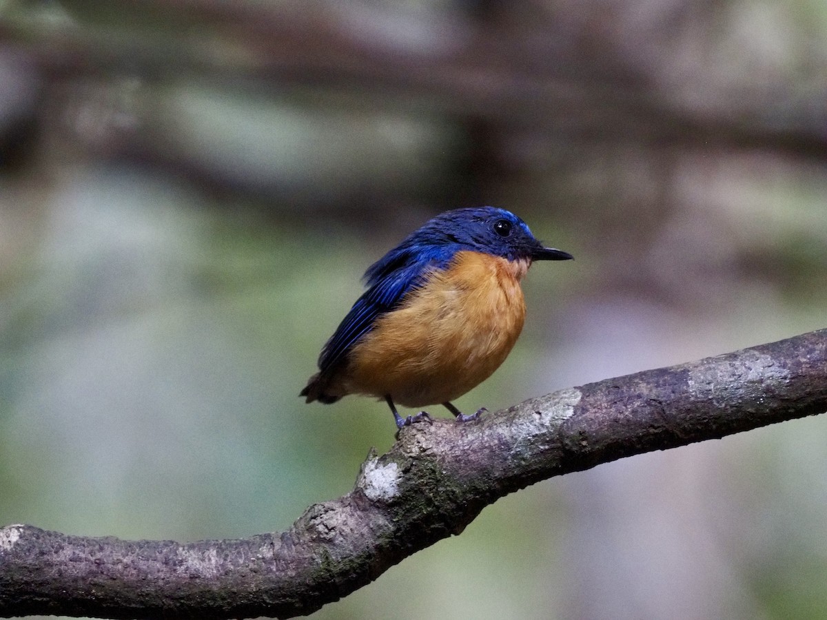 Dayak Blue Flycatcher - ML642616749