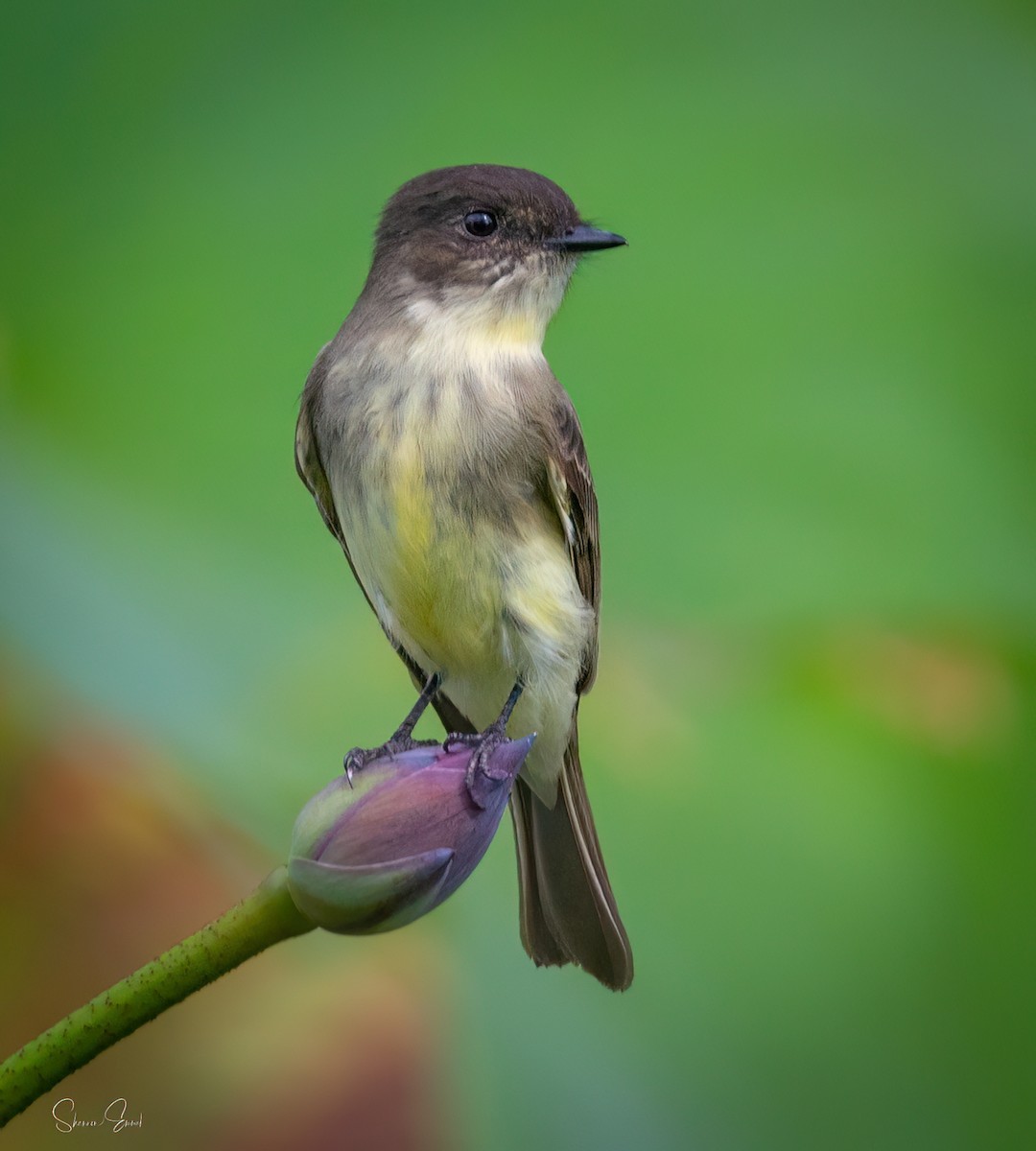 Eastern Phoebe - ML642616751