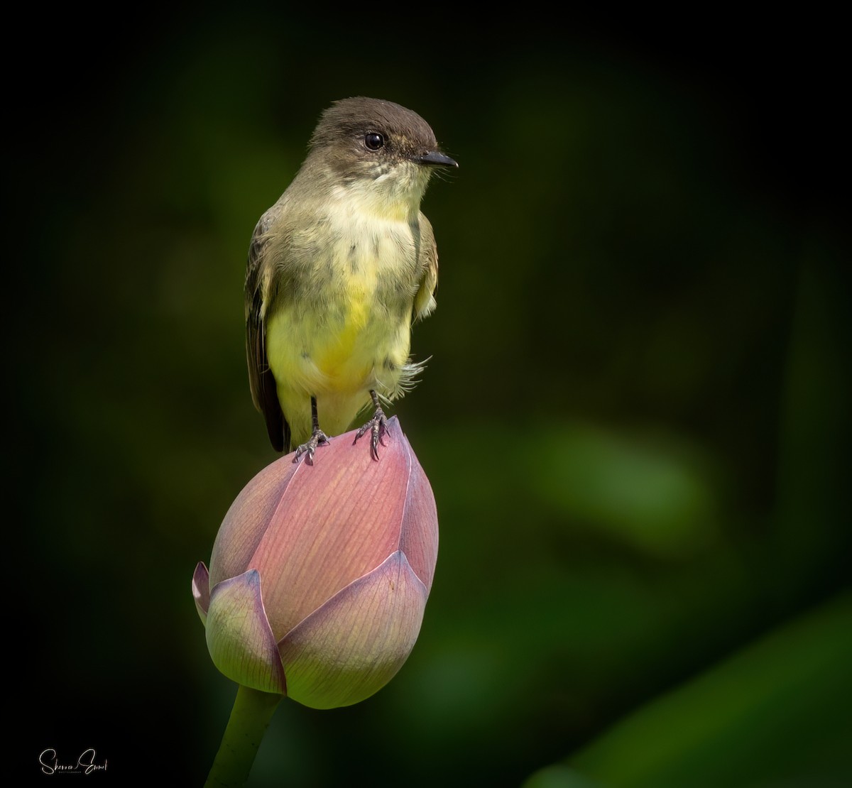 Eastern Phoebe - ML642616759
