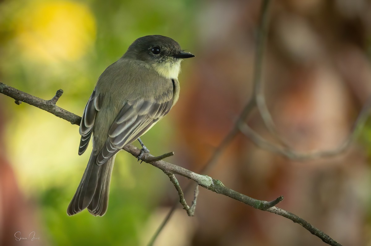 Eastern Phoebe - ML642616765