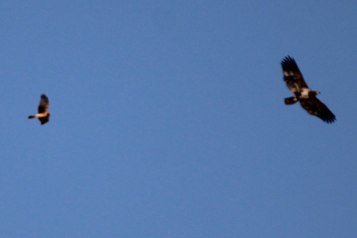 Northern Harrier - ML642616767