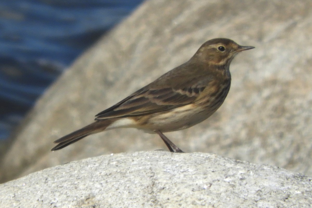American Pipit - ML642616776