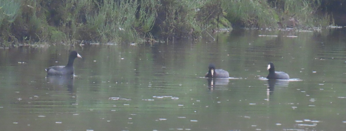 American Coot - ML642616786