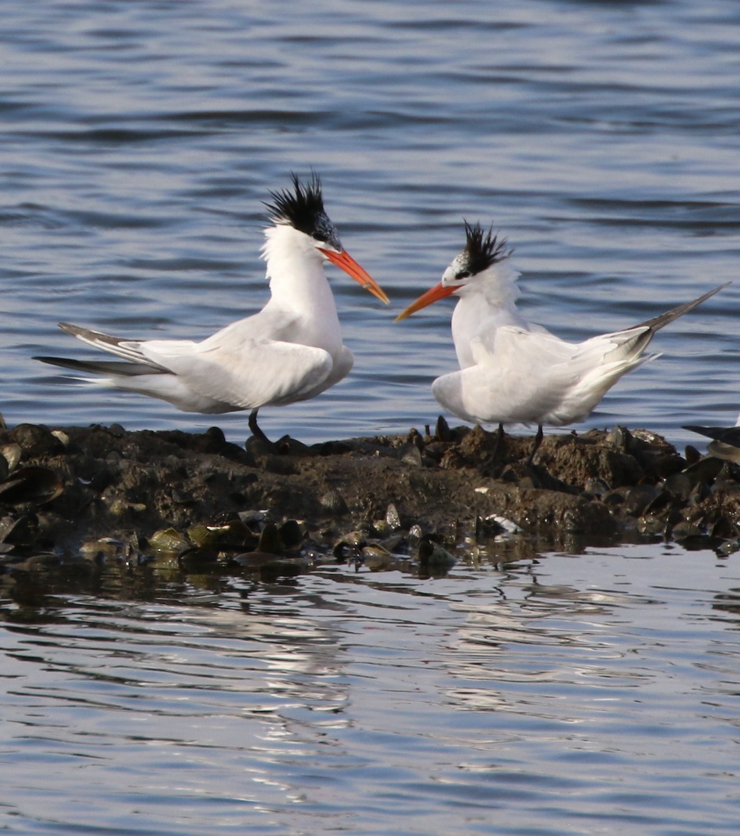 Elegant Tern - ML64261681