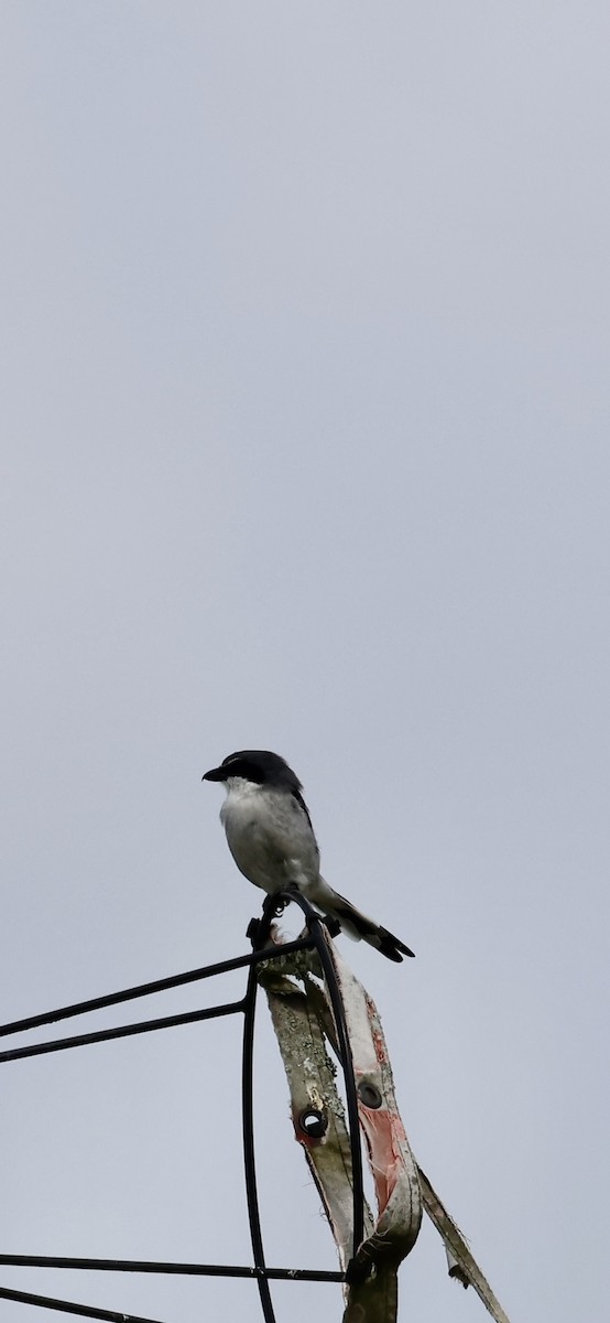 Loggerhead Shrike - ML642616810