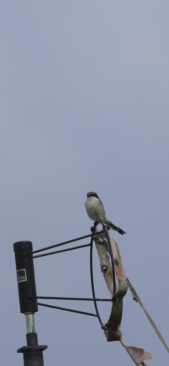 Loggerhead Shrike - ML642616811